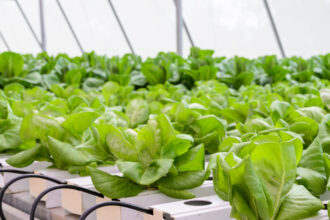 green tech international a demarat constructia celui mai mare complex de sere hidroponice din romania 68ee0da5e6532