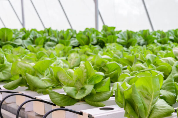 green tech international a demarat constructia celui mai mare complex de sere hidroponice din romania 68ee0da5e6532