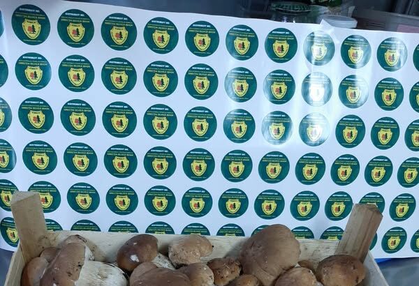 guvernul a aprobat bugetul romsilva pe 2025 bonusurile au fost taiate drastic 68f0fba811bca