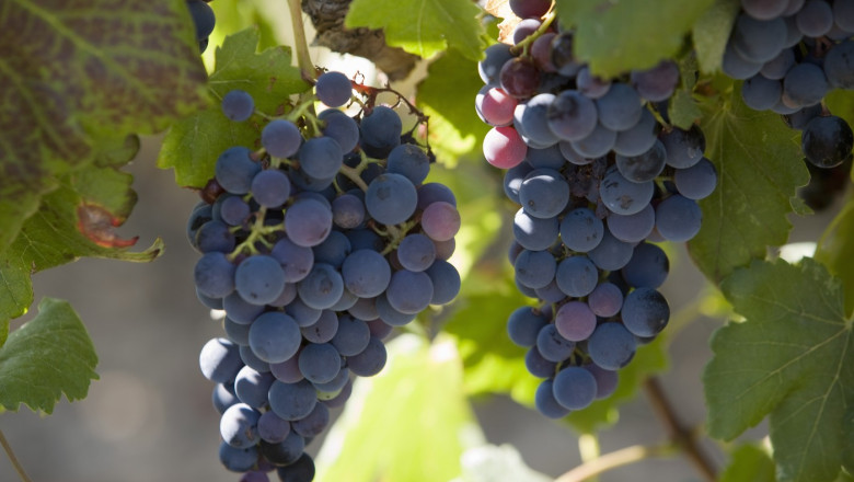 franta va cheltui 130 de milioane de euro pentru defrisarea plantatiilor de vita de vie pe fondul supraproductiei de vin 6925a294bdfdc