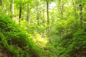 rodbun obtine un credit sindicalizat de 195 milioane de euro pentru extinderea padurilor din romania 691ae25431bab