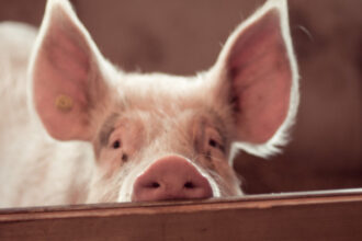 video focar de pesta porcina in judetul buzau fermieri disperati de teama ceilalti localnici au inceput sa si taie porcii pentru craciun 69195b9a9f19d