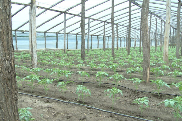 video guvernul introduce impozitul pe sere si solarii scumpiri in piete din ianuarie ce spun fermierii 6925d1734fe01