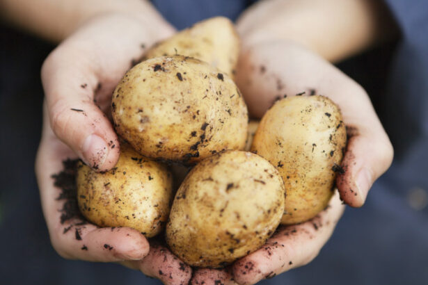 fermierii romani care cultiva cartofi pot primi finantare de pana la 2 milioane de euro proiectele pot fi depuse din ianuarie 2026 6953e58f5c824