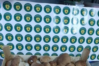 romsilva a obtinut 34 de milioane de lei in primele 11 luni din valorificarea vanatului produselor nelemnoase si salmonicultura 694fc9494f550