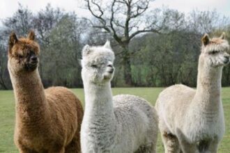 alpaca becomes a unicorn 69679ad1890e0