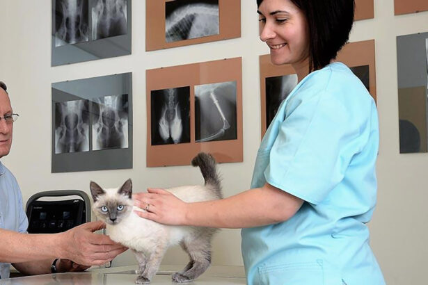 partnervet se extinde in brasov prin preluarea clinicii veterinare lempes 697cdbf4b7095