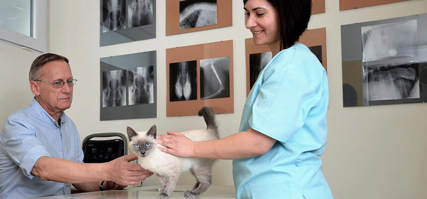 partnervet se extinde in brasov prin preluarea clinicii veterinare lempes 697cdbf4b7095