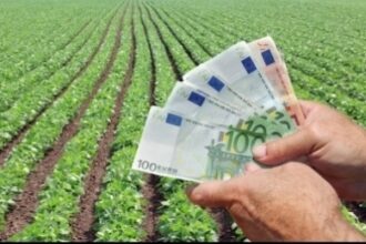 cereri de finantare de 240 din alocarea disponibila fermierii se bat pentru 151 de milioane de euro pentru a face investitii in legume si cartofi 6981ac52e9c0e