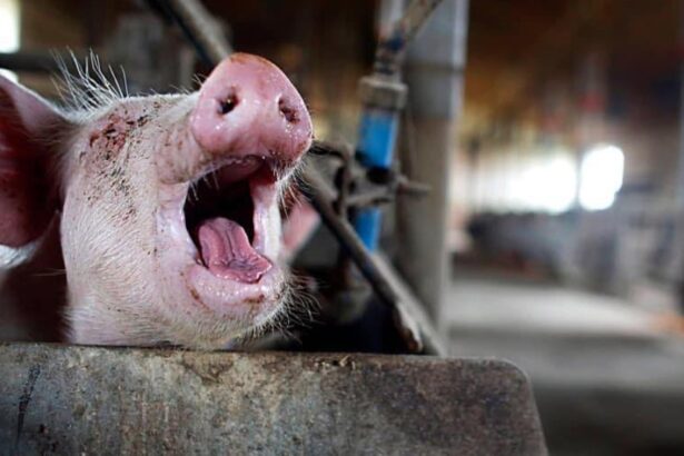 porcul e de vina pentru cele mai mari pierderi in balanta comerciala a romaniei deficit anual de peste 12 miliarde de euro anunta madr 698b28631bb8b