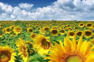 romania campioana ue la importurile de seminte de floarea soarelui intr un an cu productii in crestere 698259adc8535