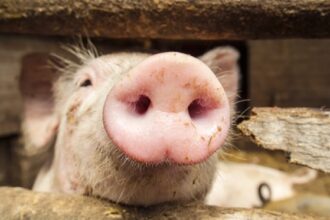 ce se intampla cu porcul romanesc si cum a evoluat productia de carne a romaniei in prima luna din 2026 date oficiale 69afd578d7049