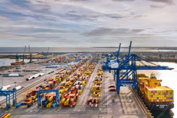 compania dp world din eau planteaza paduri subacvatice pentru restaurarea costiera din zona constanta south container terminal video 69c162a79d838