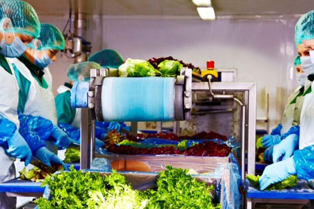 peste 120 de milioane de lei din salata eisberg liderul pietei de salate gata de consum creste si in 2025 69b96228459b6