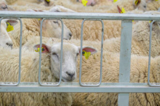 cum afecteaza conflictul din orientul mijlociu exporturile de ovine dsvsa impactul va fi vizibil dupa paste 69d37dd01a6e5