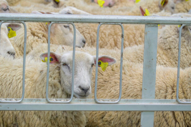 cum afecteaza conflictul din orientul mijlociu exporturile de ovine dsvsa impactul va fi vizibil dupa paste 69d37dd01a6e5