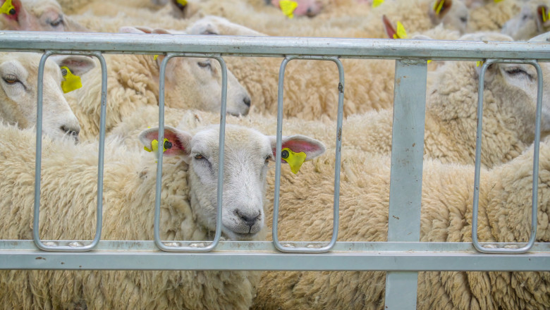 cum afecteaza conflictul din orientul mijlociu exporturile de ovine dsvsa impactul va fi vizibil dupa paste 69d37dd01a6e5