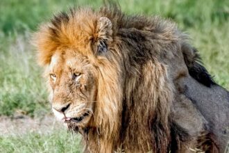 cum este afectat leul de schimbarile de guvern zece ani de deprecieri masurate la fiecare criza politica din romania 69e78351898a6