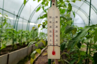 video rasadurile in pericol din cauza diferentelor mari de temperatura de la zi la noapte cum incearca legumicultorii sa salveze productia 69e08049ebc25