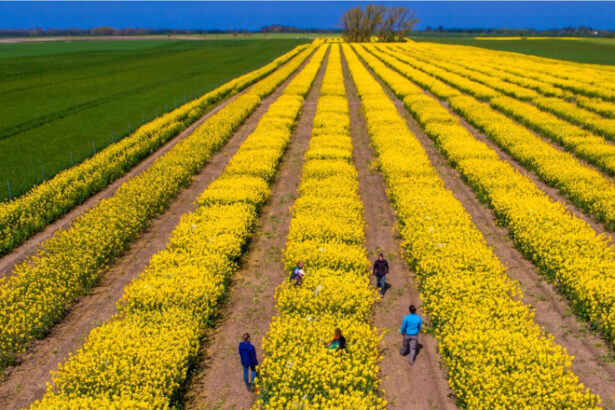 video tensiunile dintre sua si iran agita pietele agricole cezar gheorghe expert romania nu risca penurie alimentara 69db798c5d5d9